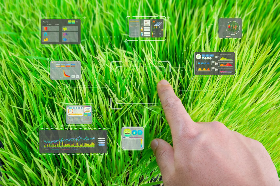 IRRI launches AI-powered global digital platform for hybrid rice breeding and parental selection