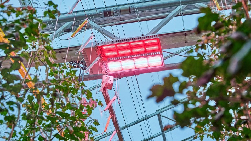 Grodan and Philips Horticulture LED solutions demonstrate energy-efficient cultivation strategy