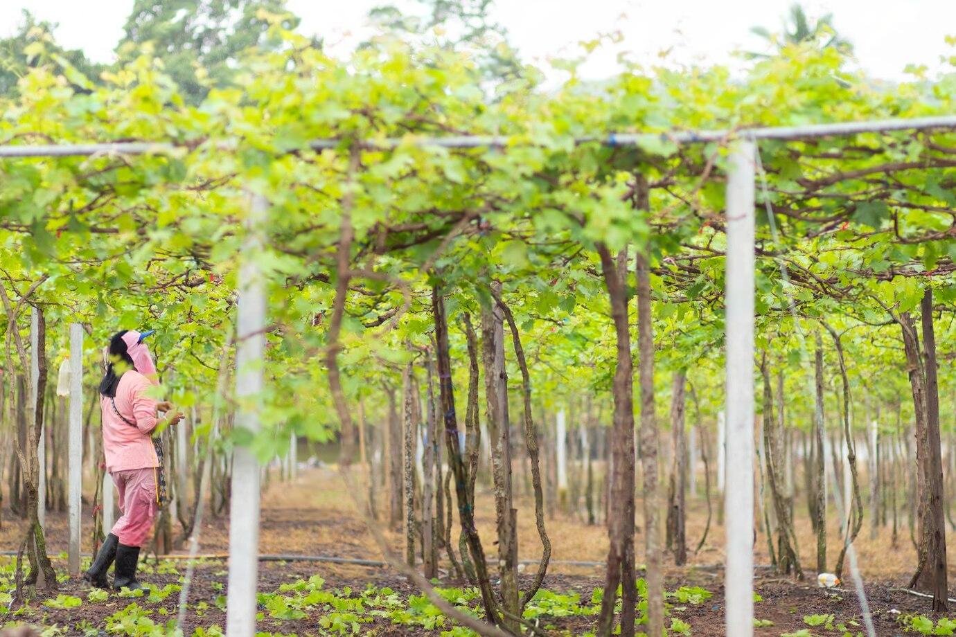 Australia announces $2.3 M plantation grants to support sustainable timber supply