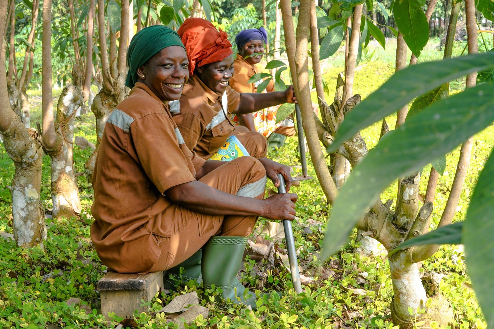 SOCFIN Partners with KOLTIVA to Advance EUDR Compliance and Lead in Responsible Supply Chains