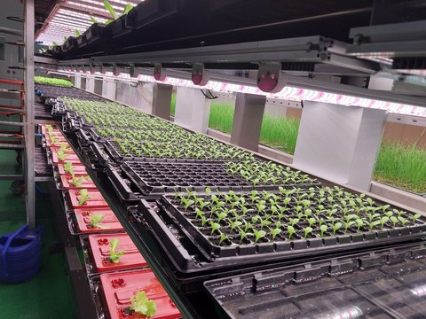 Korean agritech innovator unveils BK Conveyor Culture (BKCC), a next-generation vertical farming system 