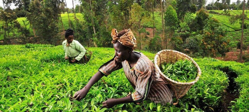FAO strengthens capacities in the tea value chain: Kenya