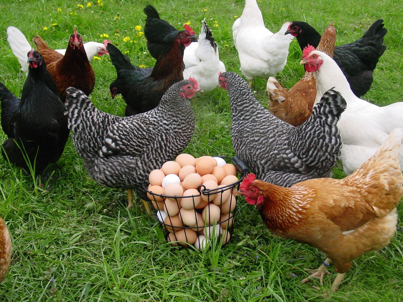 Poultry vaccine production takes center stage in Egypt-South Korea investment talks