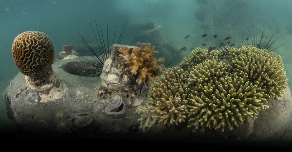 Thailand's Chula researchers culture "Global-Warming Resistant Corals" for the survival of marine ecosystems