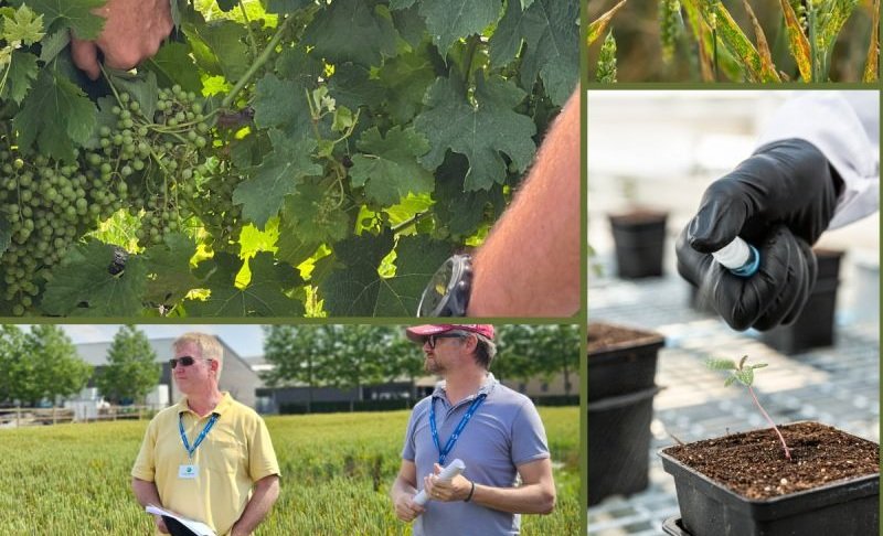 Micropep and Corteva embarks into R&amp;D collaboration to advance sustainable biocontrol solutions