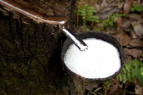 Côte d’Ivoire calls on private sector to boost investment in rubber value addition