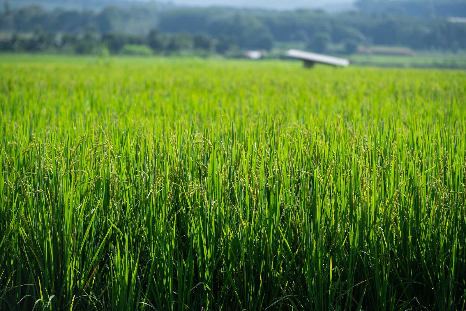 Thailand advances low-emission rice farming with support from IRRI and Green Climate Fund