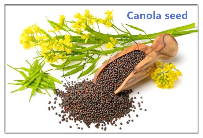Proven® Seed to launch four new Canola hybrids for 2026 season