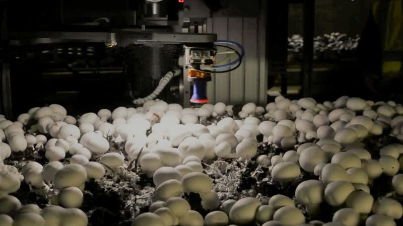 4AG Robotics accelerate global adoption of autonomous mushroom harvesting