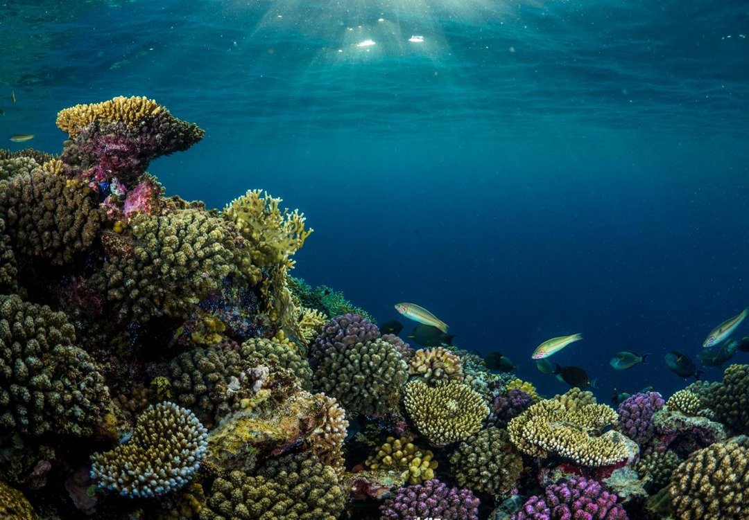 KAUST partners with digiLab to adopt AI in world's largest coral restoration project