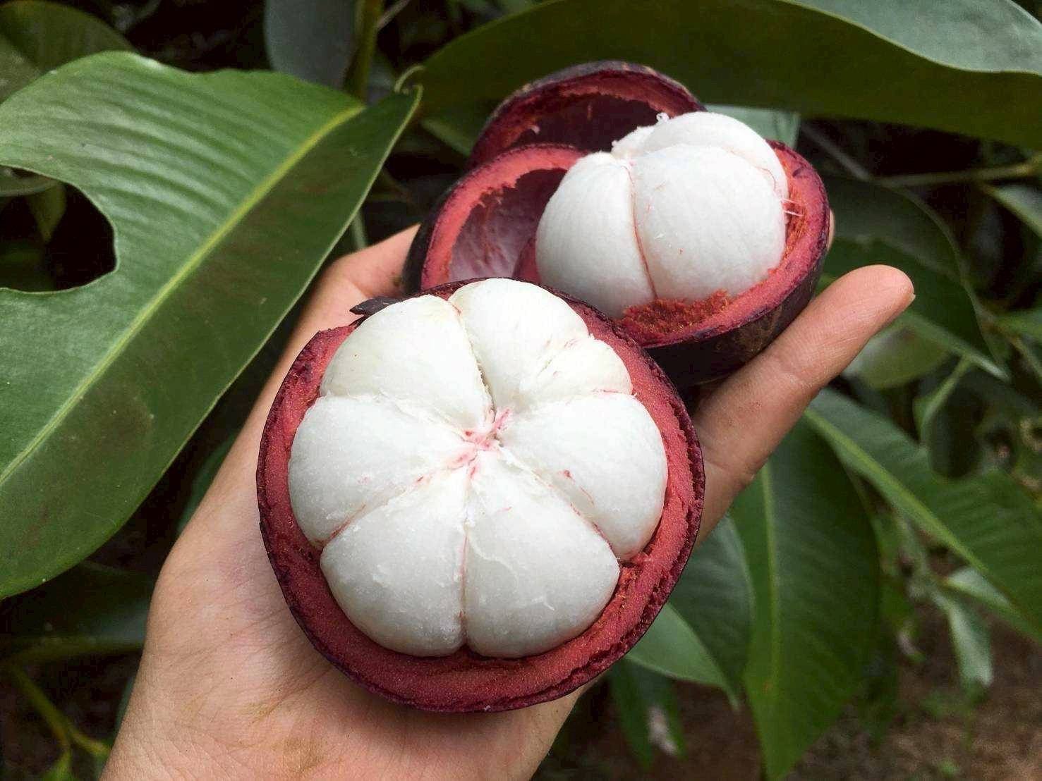 Thailand's Betong Misty Mangosteen gains GI status
