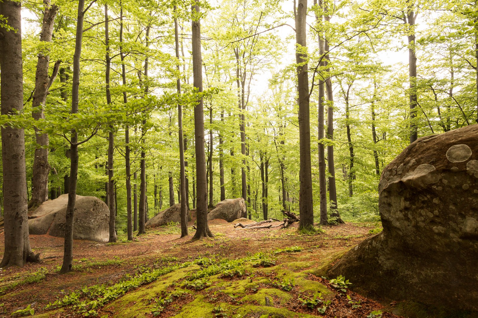 Australia pledges $300M with novel strategies to bolster the forestry industry