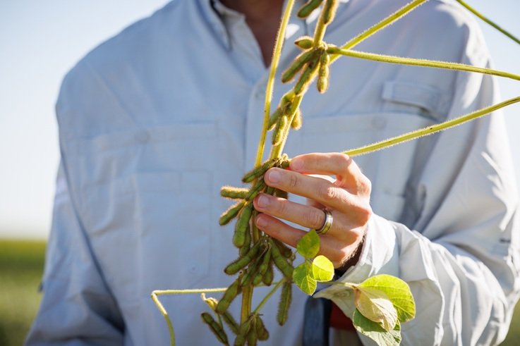 BASF, Corteva and M.S. Technologies to bring industry-first soybean trait stack to Brazil marketspace