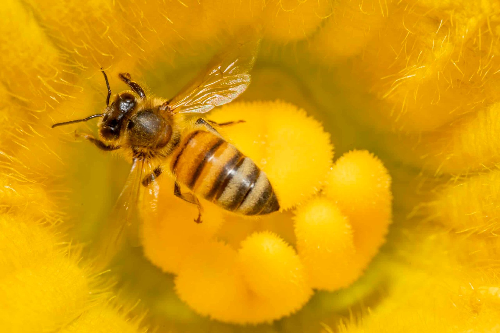 GreenLight Biosciences launches Norroa, the pioneering RNA-based treatment for Varroa mites in apiculture