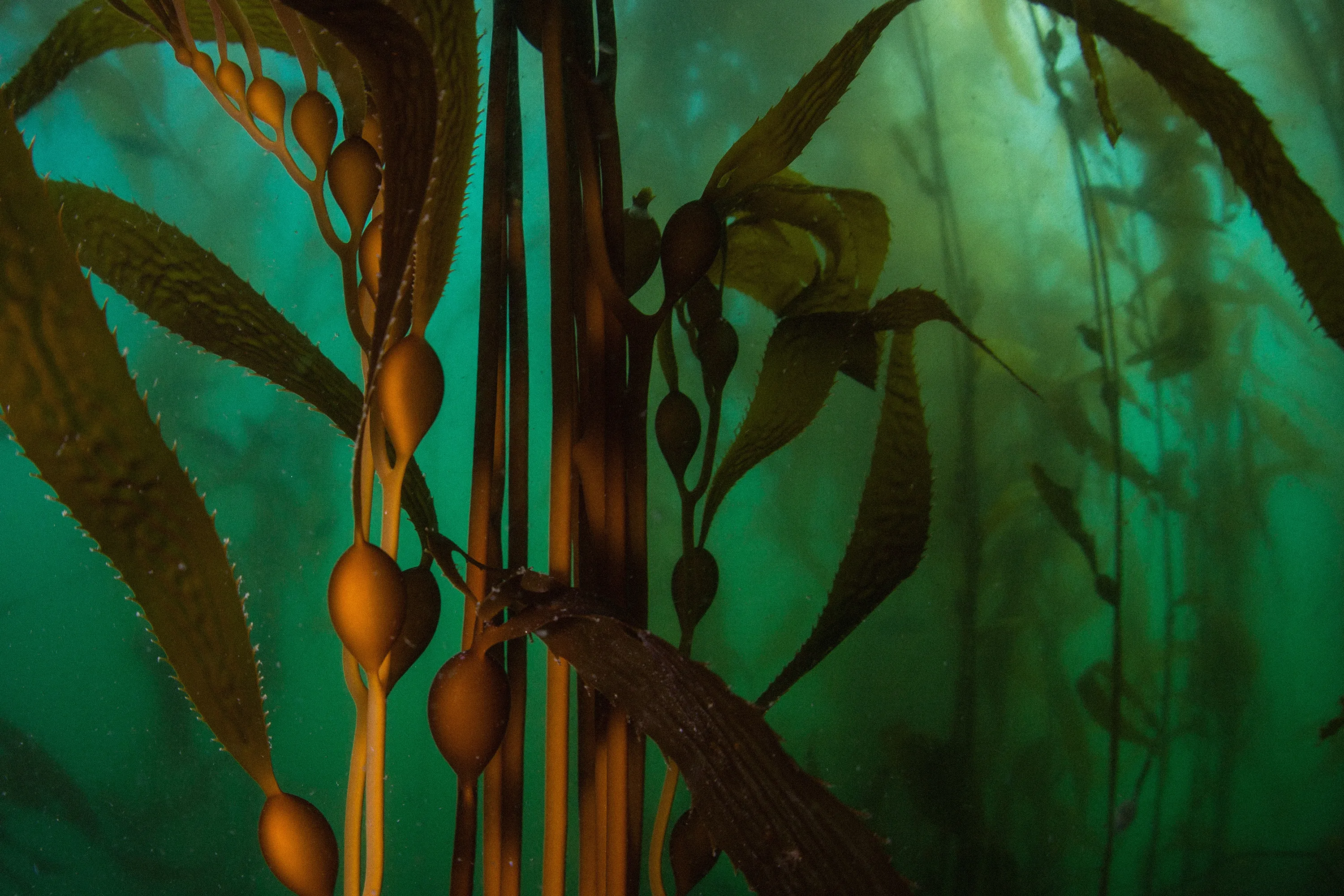 Japan leads way in kelp carbon credits—Brian Takeda explains why world should follow