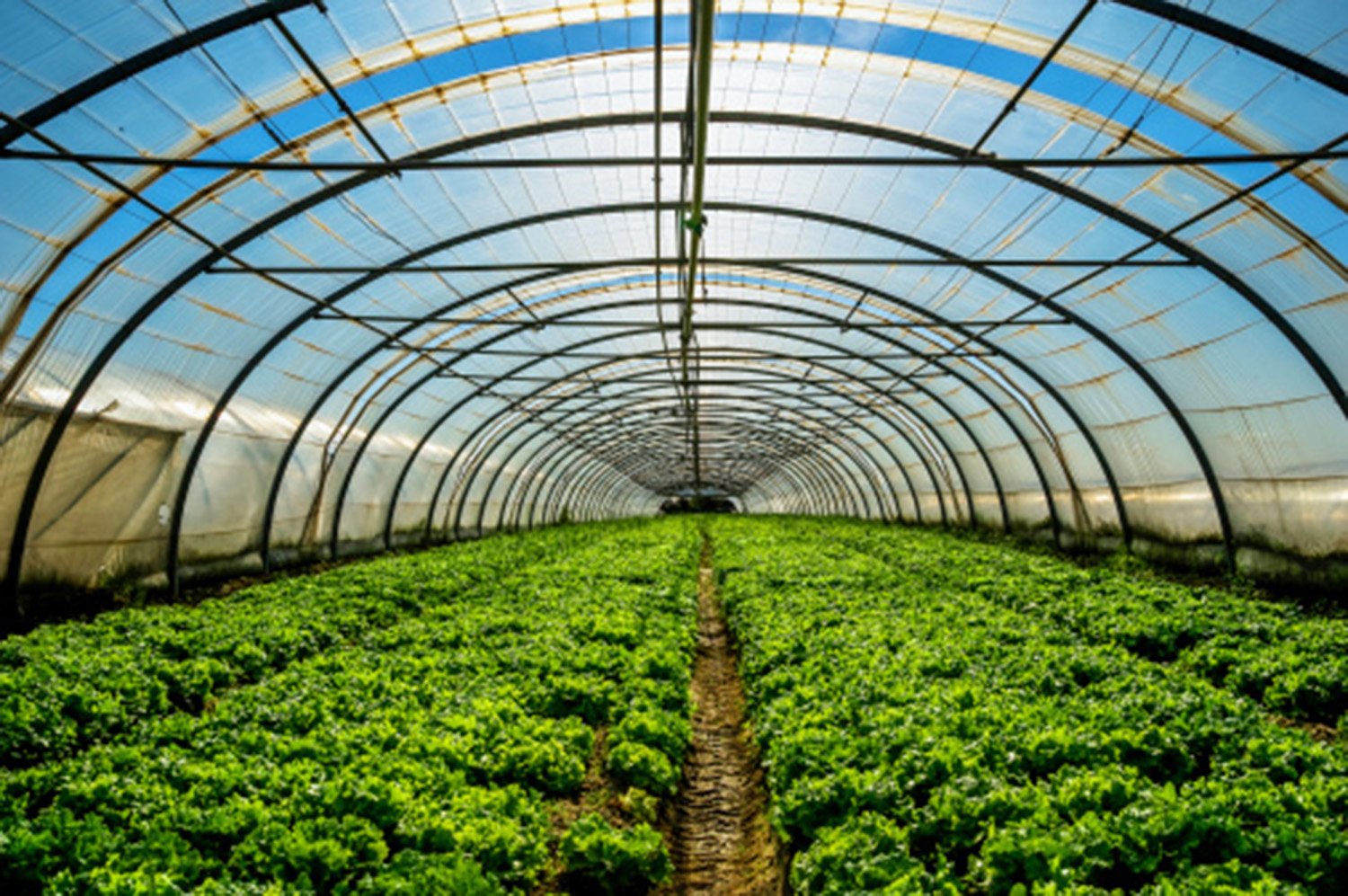 Philippines plots a ‘White Revolution’ to boost vegetable supply