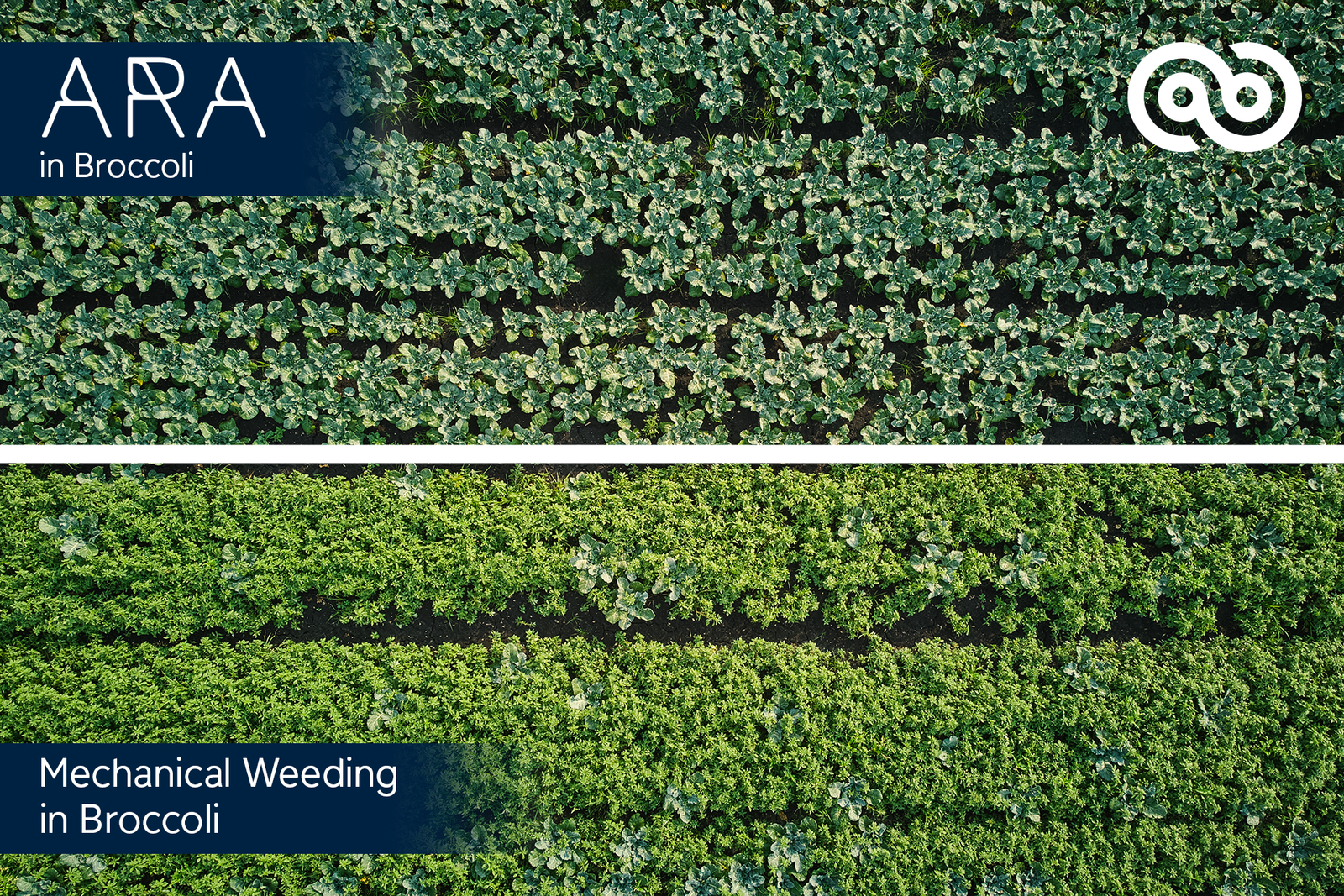 Ecorobotix introduces a revolutionary Ultra-High Precision (UHP) vegetable farming treatment