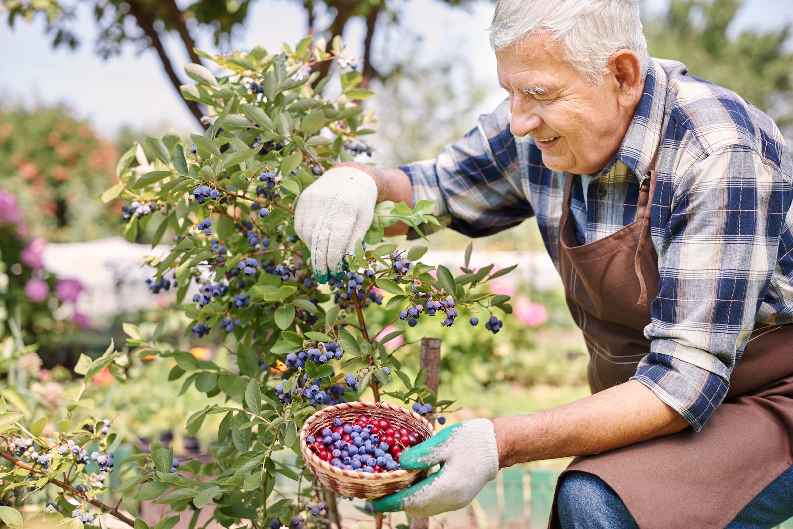 Australia secures market access to export the blueberries to Vietnam