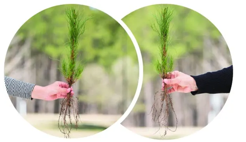 ArborGen Launches Data-Driven Pine Seedling Rebrand to Deliver Greater Transparency and Simplify Selection