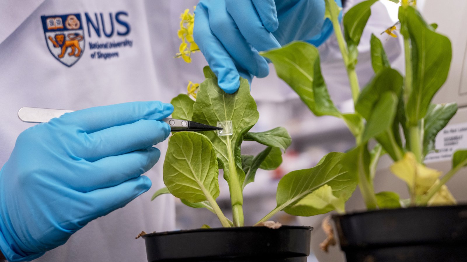 Singapore scientists create microneedle system to deliver biofertiliser directly into plants, boosting growth with less waste