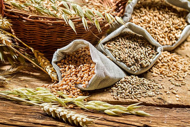 Global cereals break 3-Billion-Tonne barrier as wheat, maize and rice drive new era of abundance