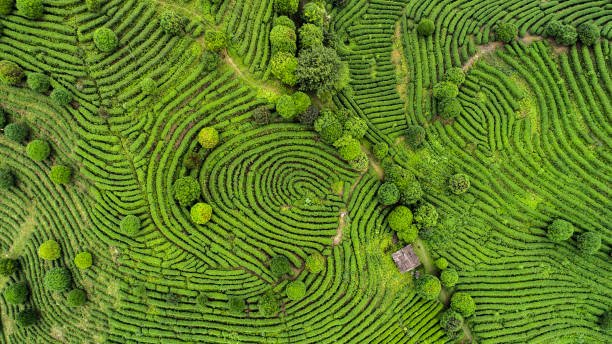 Asia agriculture 2025: Climate, technology and resilience
