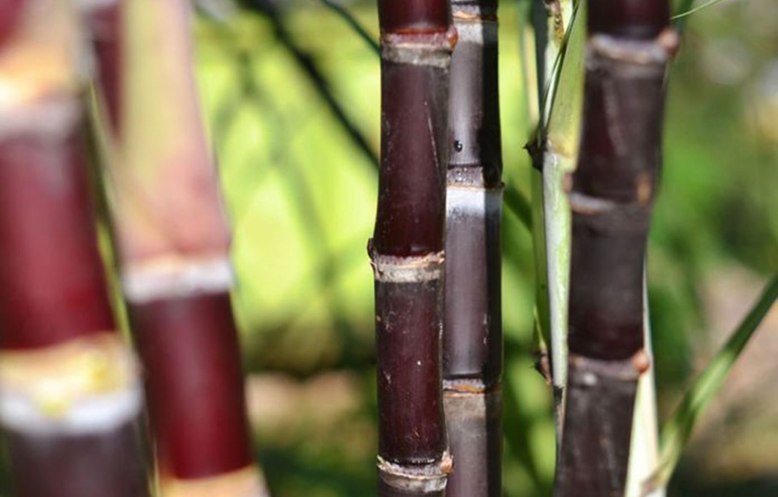 Philippines boosts domestic raw sugar export to the US to tackle the trade uncertainties