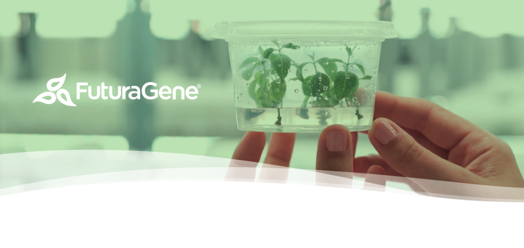 FuturaGene secures world-first regulatory approval for gene-edited eucalyptus