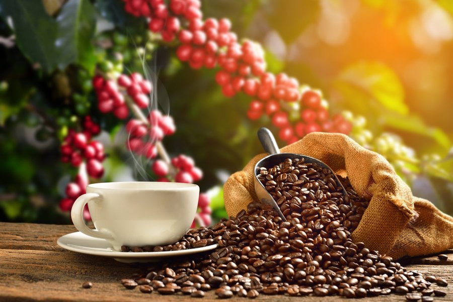 Philippines to revive coffee sector by establishing dedicated Coffee Industry Development Office (CIDO)