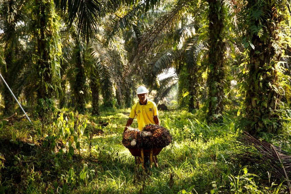 Thailand strengthens climate action by driving low-carbon oil palm production through RSPO standards and CLIMAX Pro
