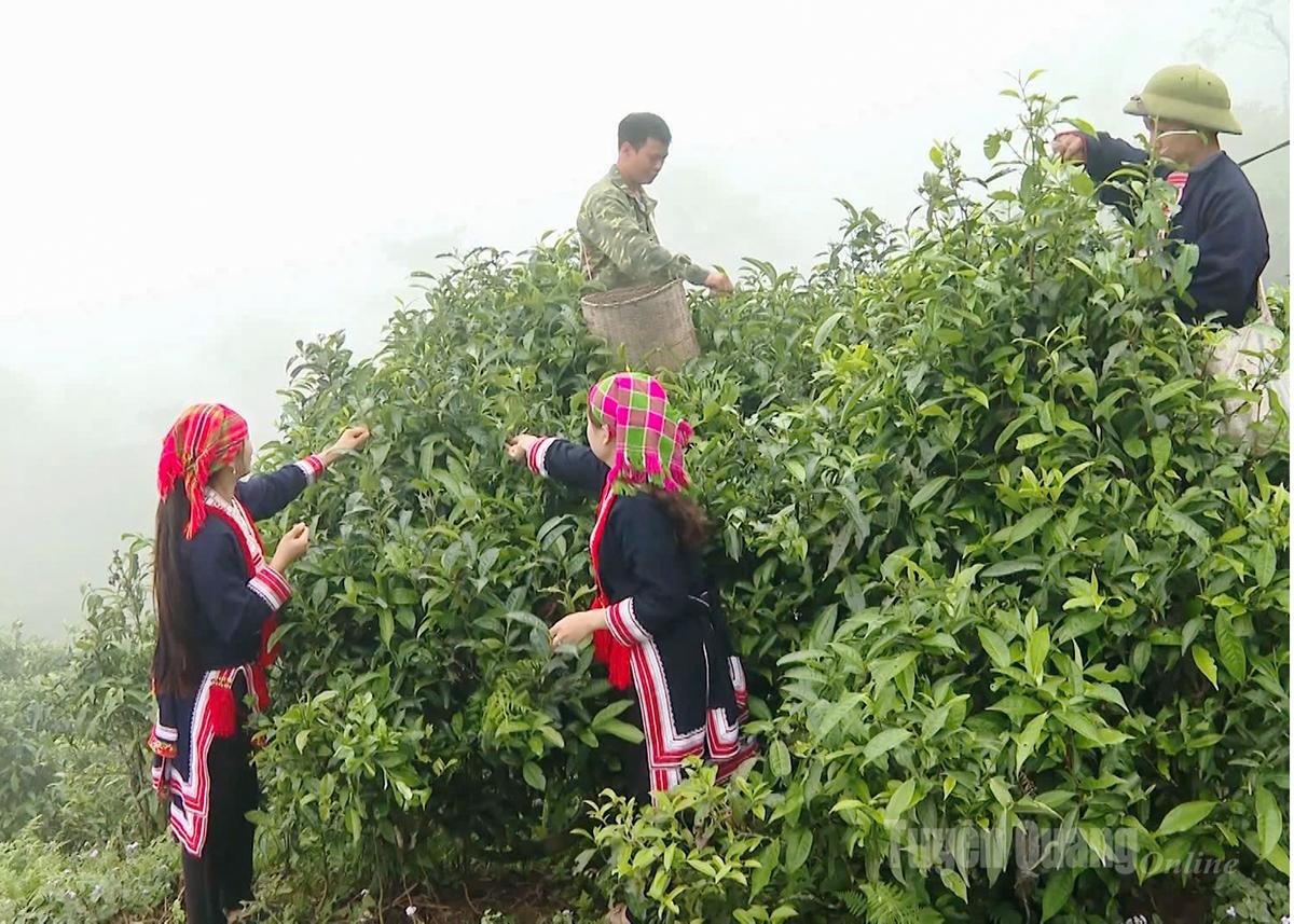 Tuyen Quang’s Shan Tuyet Tea gets 5-Star OCOP tag