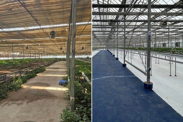 Korean precision meets Central Asian potential: Smart farming transforms strawberry production