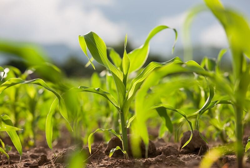 AI is rewiring future of energy crops - Ofer Haviv, CEO, Evogene (EVGN)