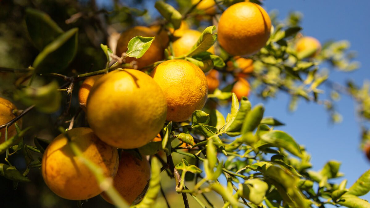 Gene-edited innovation targets citrus greening while reducing pesticide dependence