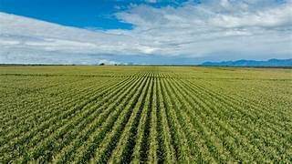 BRANDT expands industrial capacity in Brazil as agri-input demand grows