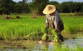 Thailand fuels farm resilience: $820 Mn credit push to tame input costs
