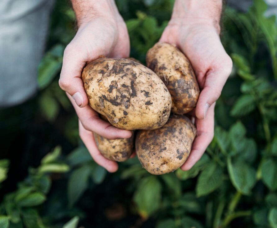 New Zealand approves broad-spectrum potato fungicide