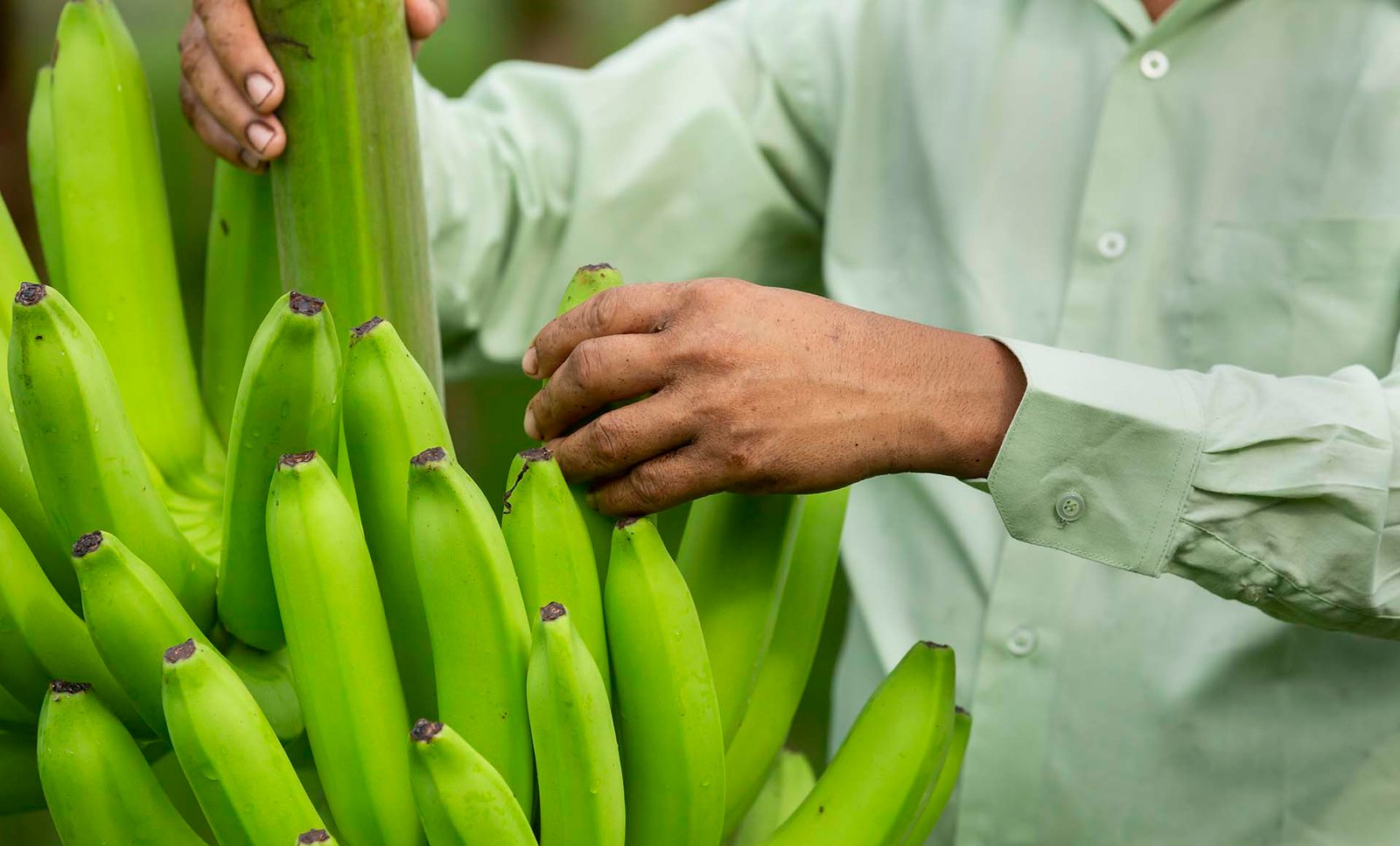 Tropic’s golden breakthrough: Non-browning banana wins global green light