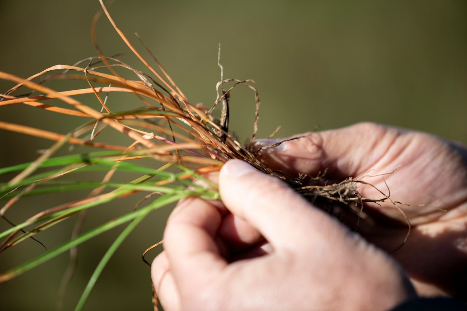 Syngenta unveils VIRESTINA™ Technology, a global breakthrough in controlling grass weeds
