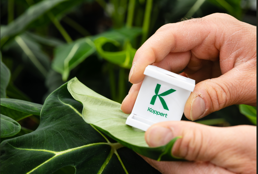 Koppert unveils KC2404: New biological shield against fungal threats