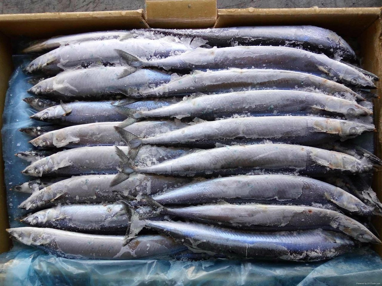 Saury catch limits reduced by 5 per cent across North Pacific