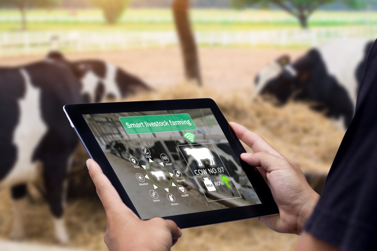 Vietnam’s Khanh Hoa builds modern livestock value chain