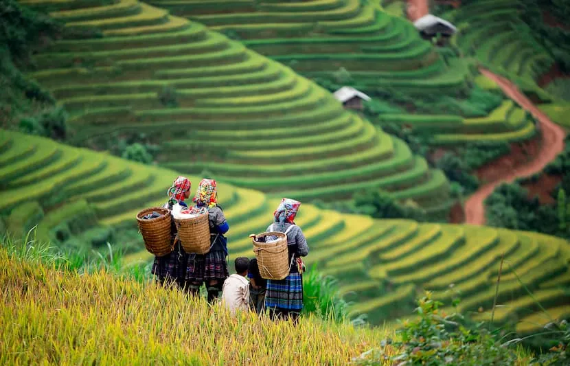 Vietnam’s Lai Châu eyes global markets with green agriculture push