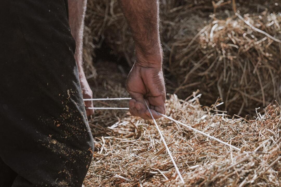 Lebanon, FAO launch Japan-funded initiative to rebuild agrifood systems in conflict-hit South