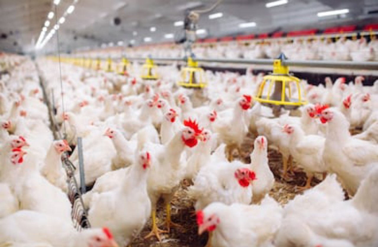 Ivory Coast flags new H5N1 outbreak in poultry farm