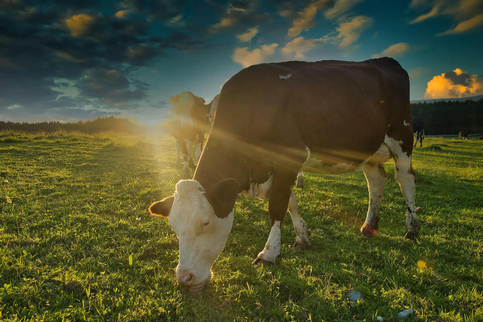 When heat rises, yields fall: CCPA Bets on biology, nutrition and data to break livestock’s heat stress spiral