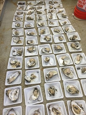 Pacific Hybreed secures $1 Mn funding to expand climate-resilient shellfish production