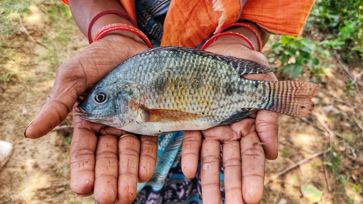 AgDevCo ploughs $15 Mn into East African aquaculture as Tilapia sector scales new frontiers
