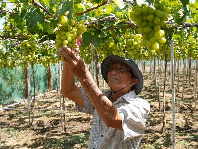 Khánh Hòa strengthens export-oriented agriculture through high-tech farming expansion