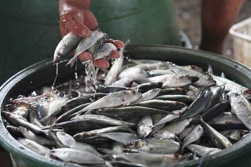 Aquaculture slump drags Philippine fisheries output down 15.3% in first quarter